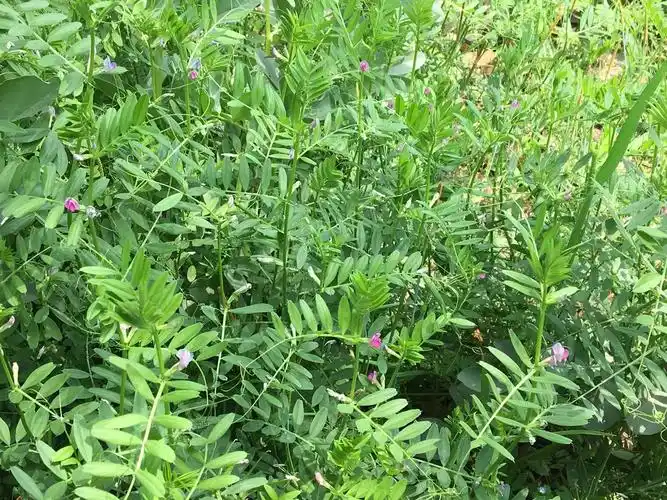 图片发自简书app 野豌豆,结的籽太小,只能观赏