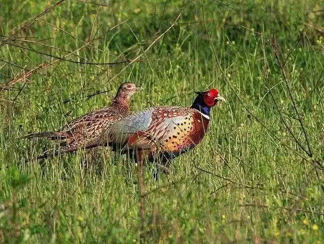 为什么在农村其他动物越来越少,野鸡却越来越多?看完明白了