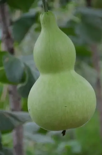 可爱的大葫芦,原创拍摄