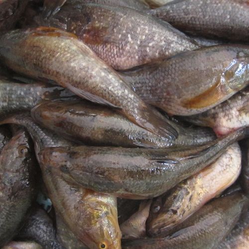 东北正宗野生大老老头鱼山胖头鱼生鲜活速冻淡水鱼类