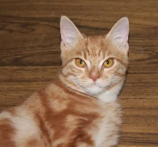 送棕色虎斑猫补图