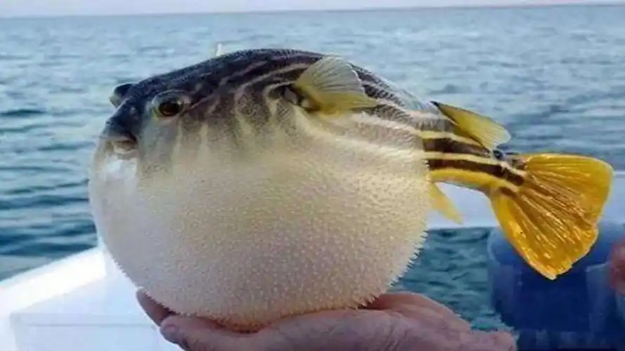 河豚生气膨胀起来时,用针扎一下会爆炸吗?看完涨见识了