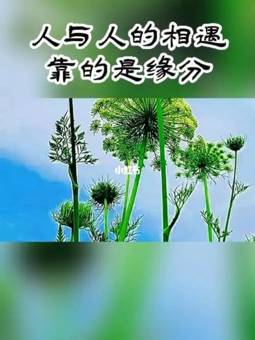 人与人的相遇靠的是缘分