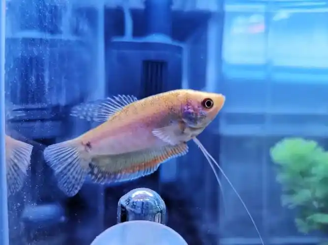 曼龙龙鱼活体观赏鱼小型淡水鱼宠物热带接吻鱼好养鱼