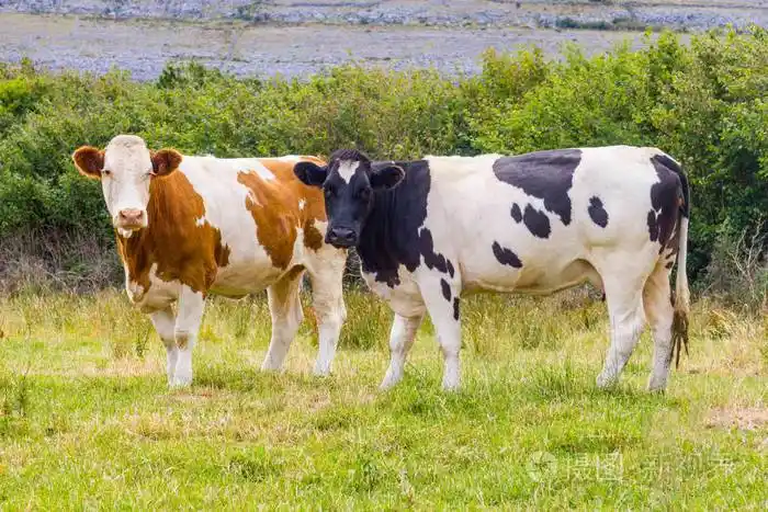 爱尔兰ballyvaughan农场的两头牛