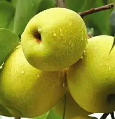 [白梨批发]绥中大白梨.价格1.30元/斤 - 一亩田