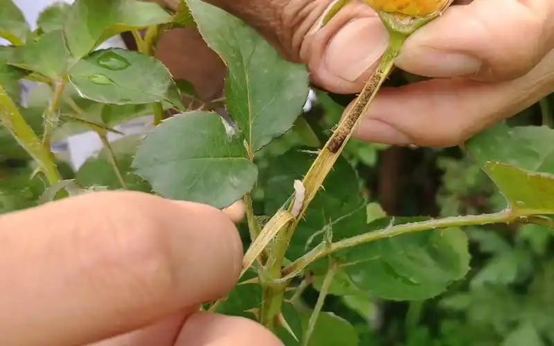 春天月季花苞,嫩枝突然大量垂头,往往是茎蜂导致的,俗称钻心虫