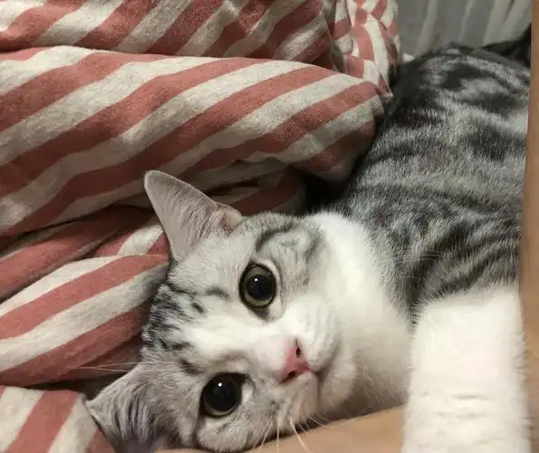 美短加白dd找女朋友