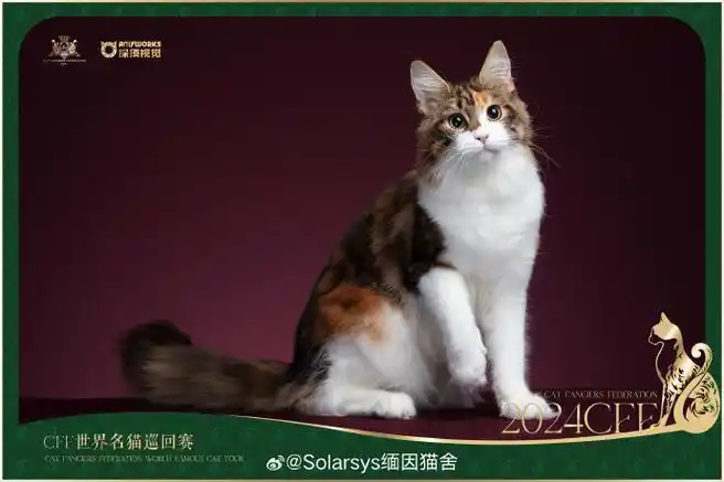 缅因猫舍##缅因猫##缅因库恩猫##solarsys缅因猫