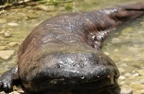 史上最强娃娃鱼当初以霸王龙为食称霸了地球两千多万年