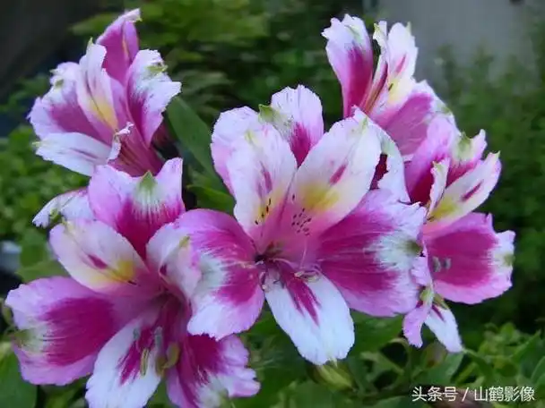 的六出花,颜色缤纷,既像百合像水仙,因为漂亮,价格贵(11种友谊之花)