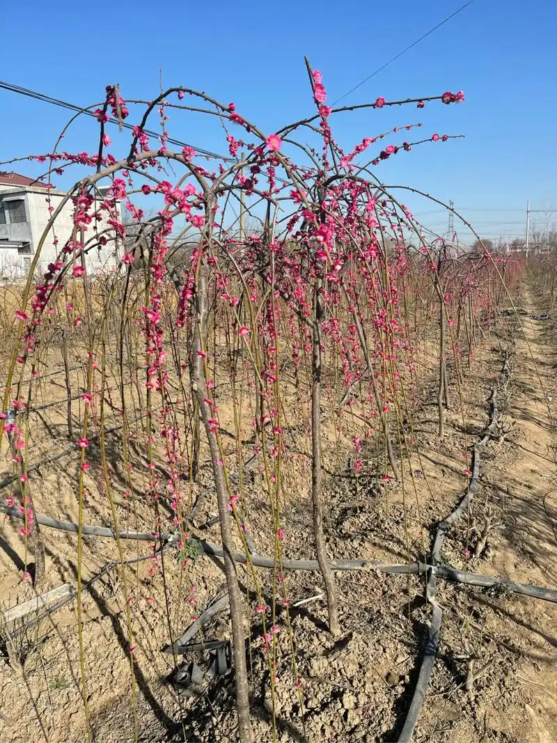 江苏徐州梅花品种基地 垂枝梅 规格3至10公分