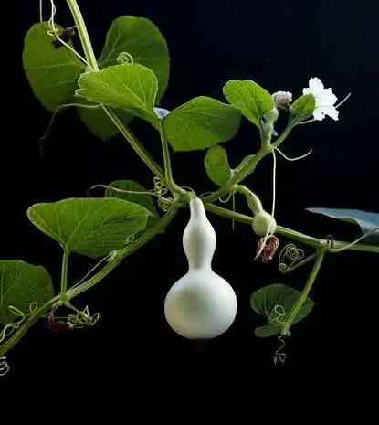 阳台种盆小葫芦,注意这几点,一棵结满几十个,一个手里抓十个