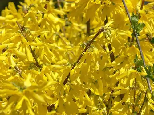 连翘属植物_全景网