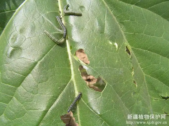 sticticalis ), a href="#" data-lemmaid="6244151">螟蛾科 /a>