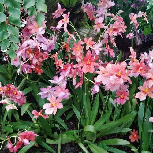 英国皇家植物园兰花展