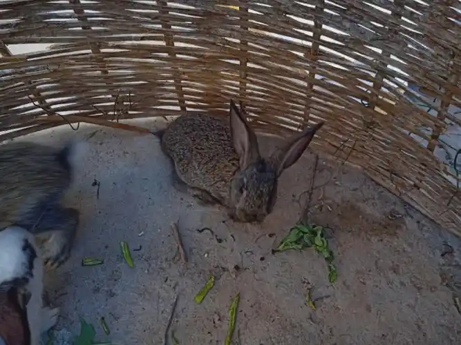 兔兔我想有个家