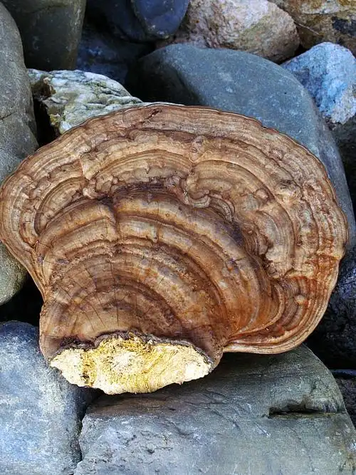 三台山之树舌灵芝