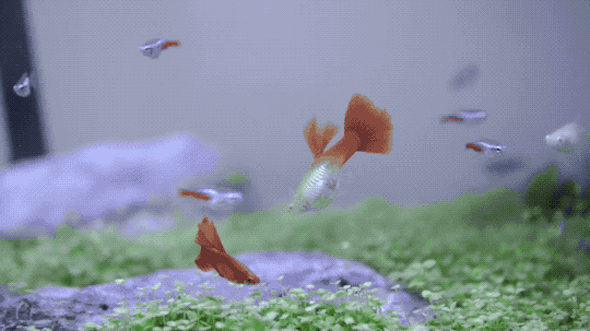 盯着鱼缸里游来游去的鱼,忽然想变成小鱼跳进鱼缸里畅快游泳.