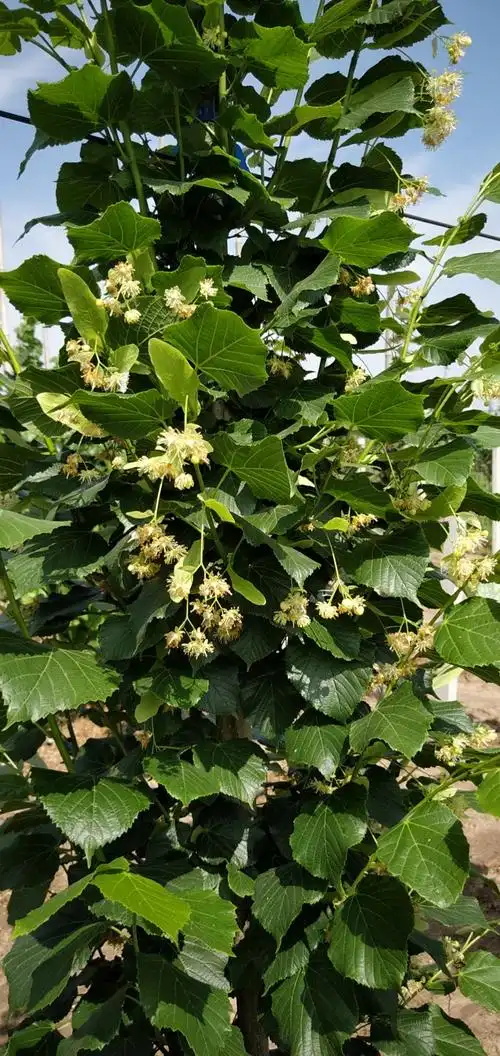 在椴树开花的季节,与你相约抬头园林!