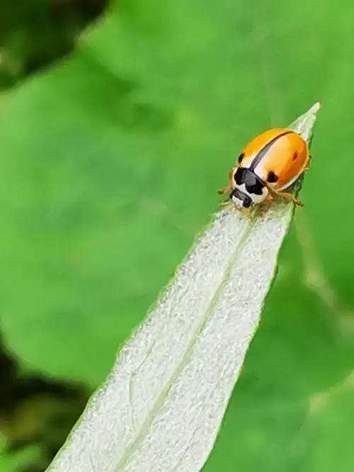 数数它有几颗星—瓢虫记《石头树的美篇》