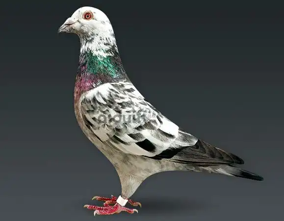 信鸽图片欣赏16