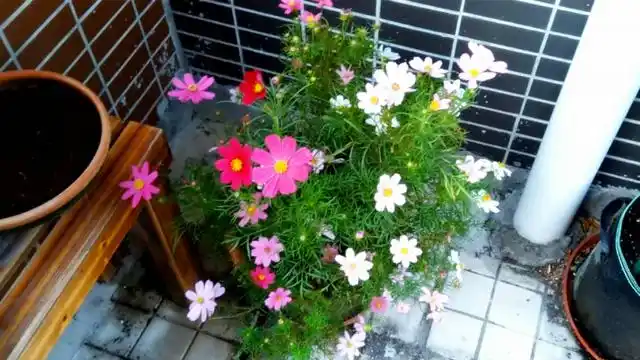 盆栽矮杆波斯菊,2天发芽两月爆盆,这个时候不种,有点可惜了