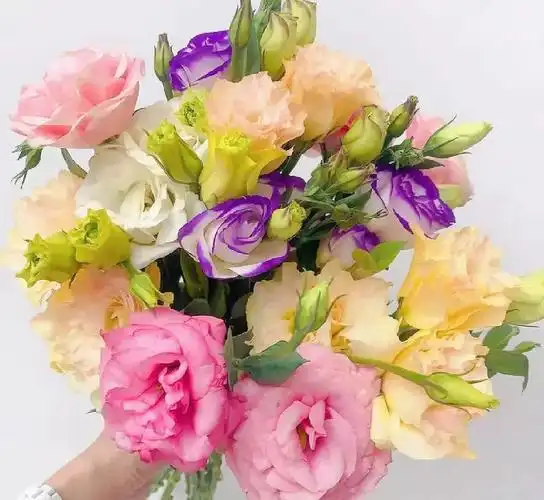 洋桔梗颜色可选云南直发冷链运输到家