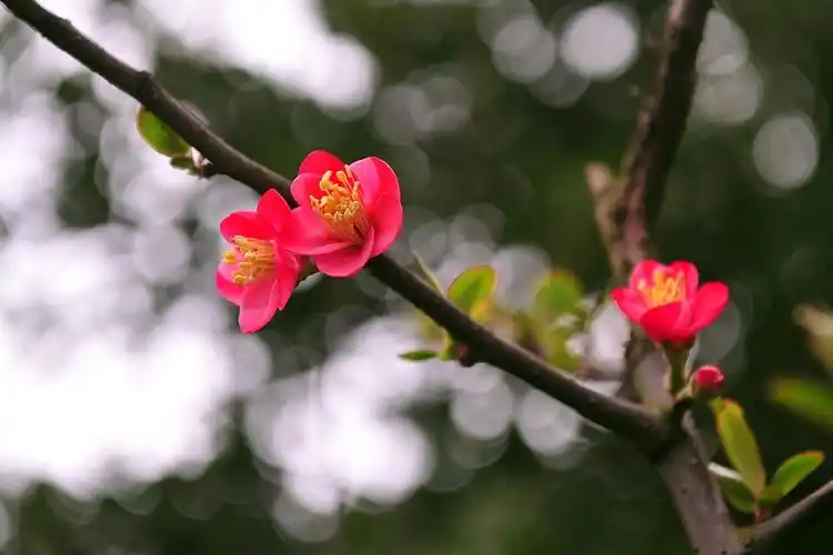 ╮只恐夜深花睡去◇故烧高烛照红妆╭※╯〖极品美图〗 - 军警