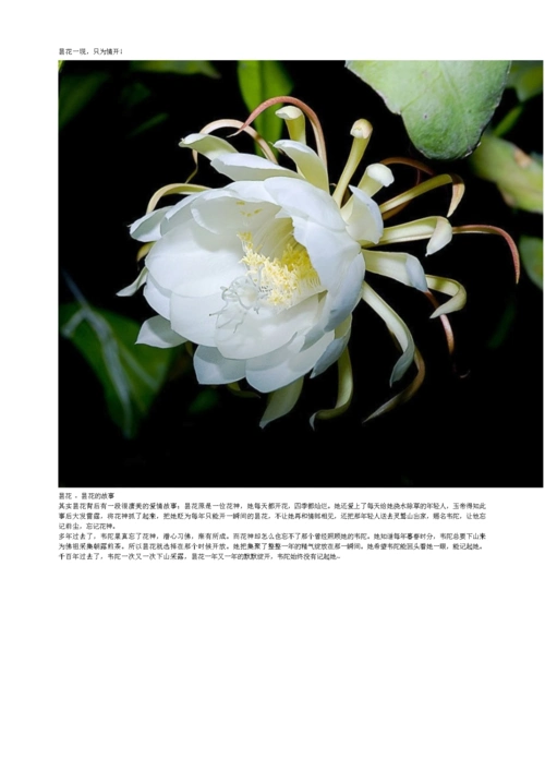 昙花一现,只为情开.doc