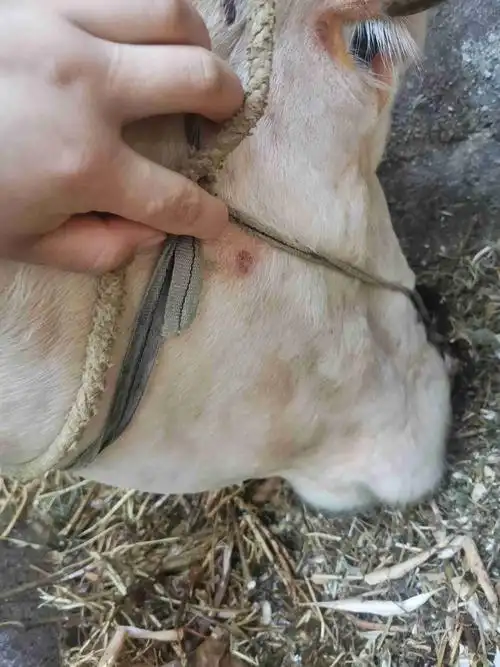 牛长癞的症状图片牛身上长菜花瘤图片牛癞皮病图片牛身上皮癣图片牛