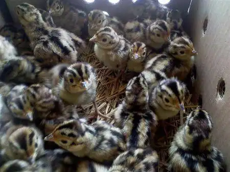 刚孵出来的野山鸡什么样子图