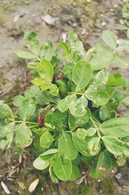 蓟马可致花生叶片皱缩生斑