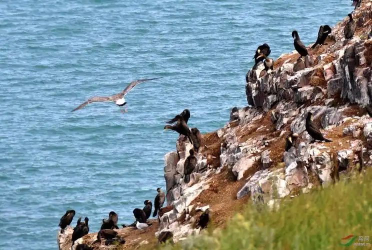 青海湖鸟岛 - 观鸟之旅 鸟网