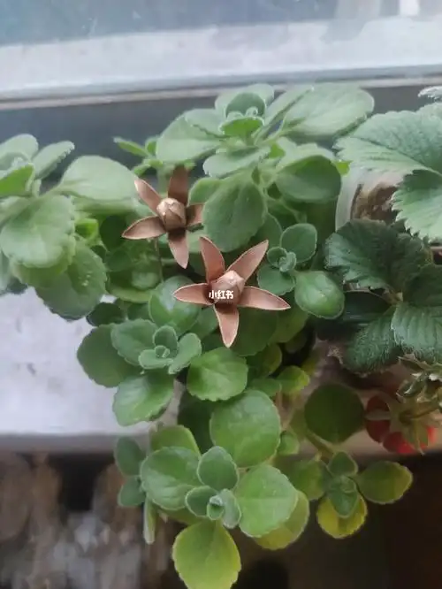 碰碰香会开花吗