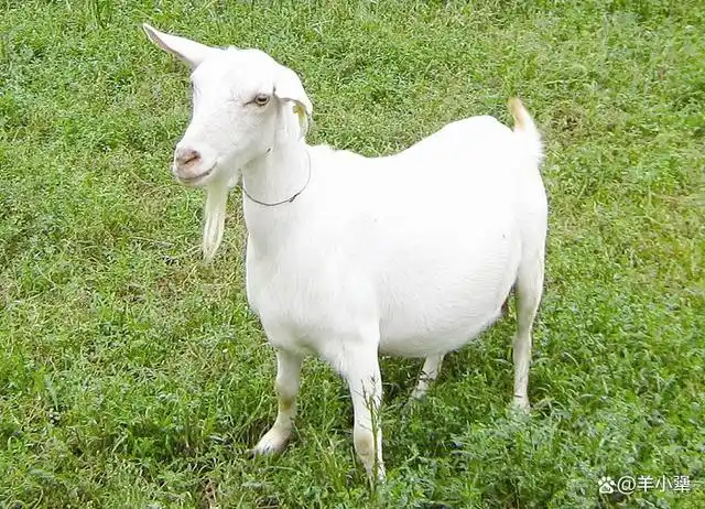 哪一种类羊品种效益最好?