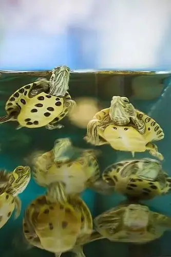 七彩乌龟 百年难见