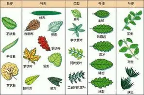 这是什么树?奇数羽状复叶,全缘.树叶,树干株形如照片