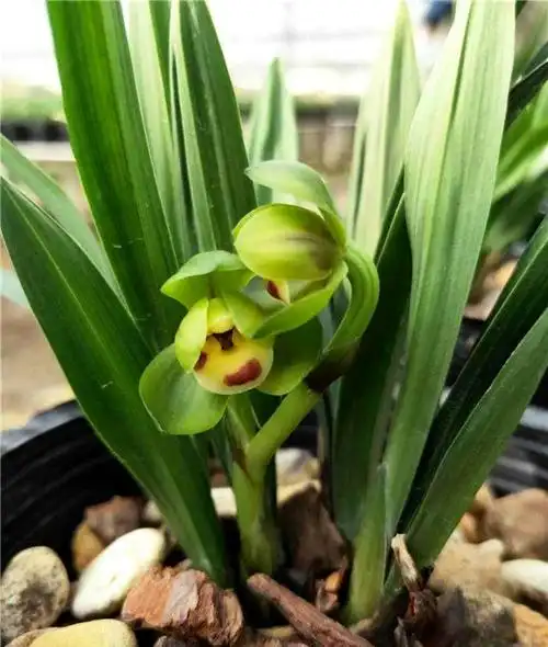 春兰玉玲珑兰花盆栽建兰室内阳台花卉植物四季常青净化空气好养