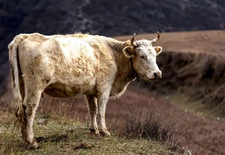 写美篇张海芳摄影原片8 老黄牛精神,是过去北方人对牛的美称
