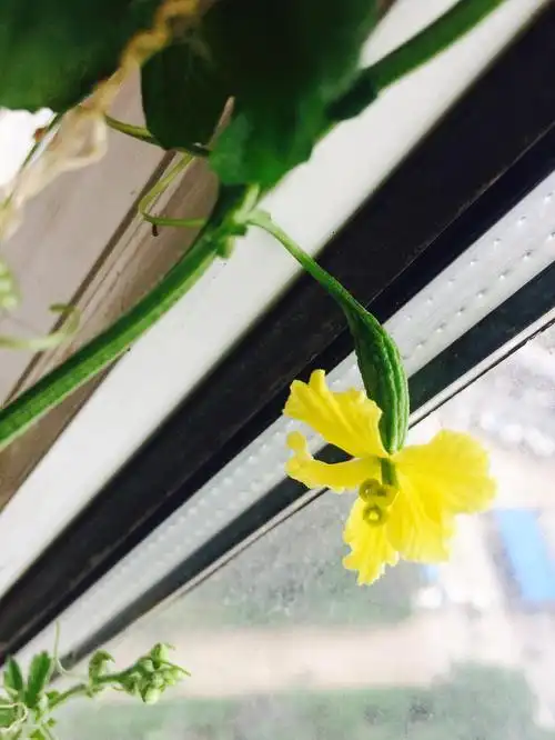 【2018年8月14日】苦瓜的雌花确是仪态更雅致些.