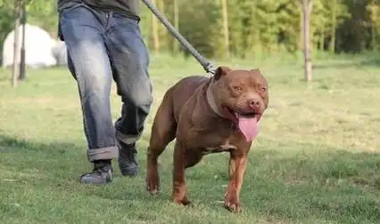 犬科|山犬|宠物|罗威纳犬|高加索犬|德国牧羊犬_网易订阅