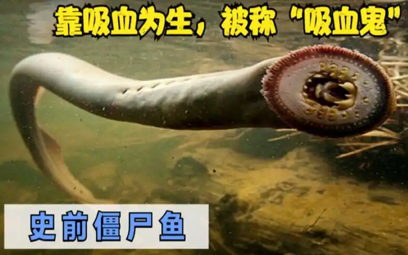 史前僵尸鱼,靠吸血为生,被称为真正的"吸血鬼"