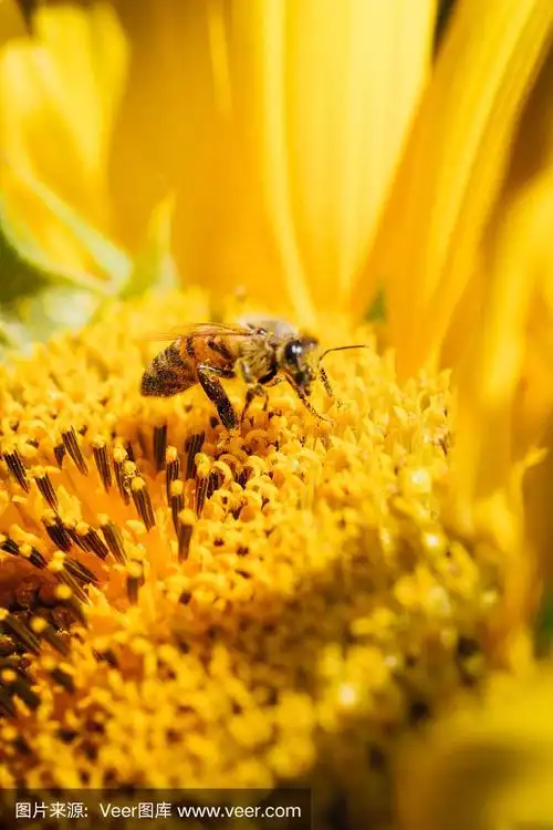 蜜蜂在向日葵