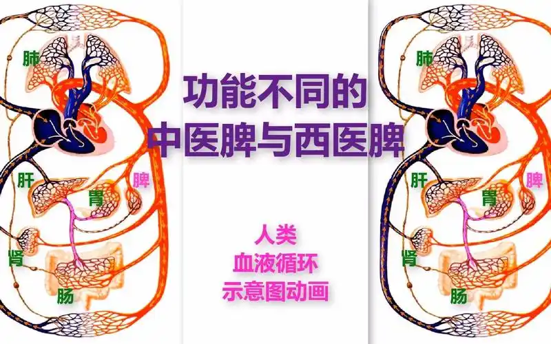 功能不同的中医脾与西医脾