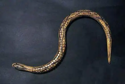 探索十大恐怖神秘的巫蛊术--蛇蛊