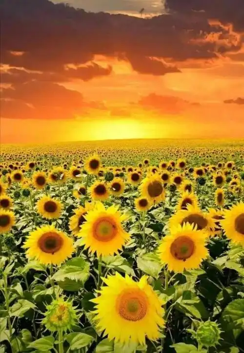 小李性格开朗活泼,經常微笑着对每个上车的乘客打招呼.