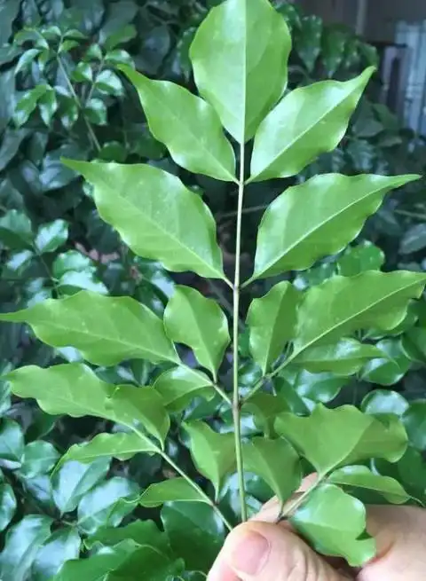幌伞枫和幸福树的区别
