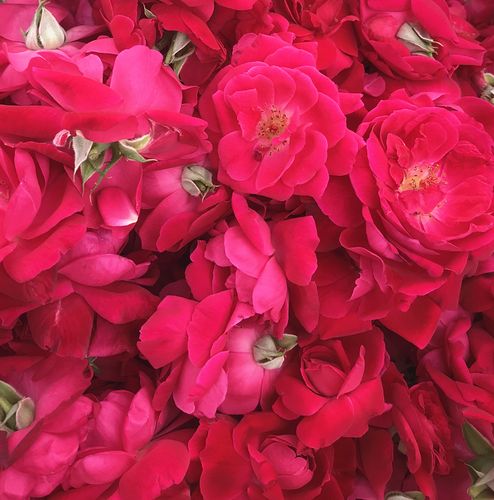 云南可食用玫瑰新鲜品种滇红花瓣苦涩鲜花花酱其它