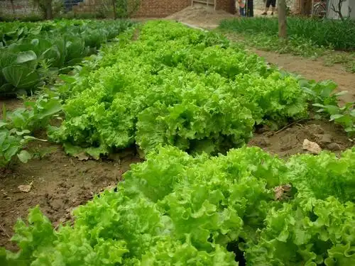 谁种的生菜?已经长成这样了,快来看